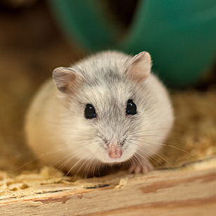 Pets, animals, hobbies